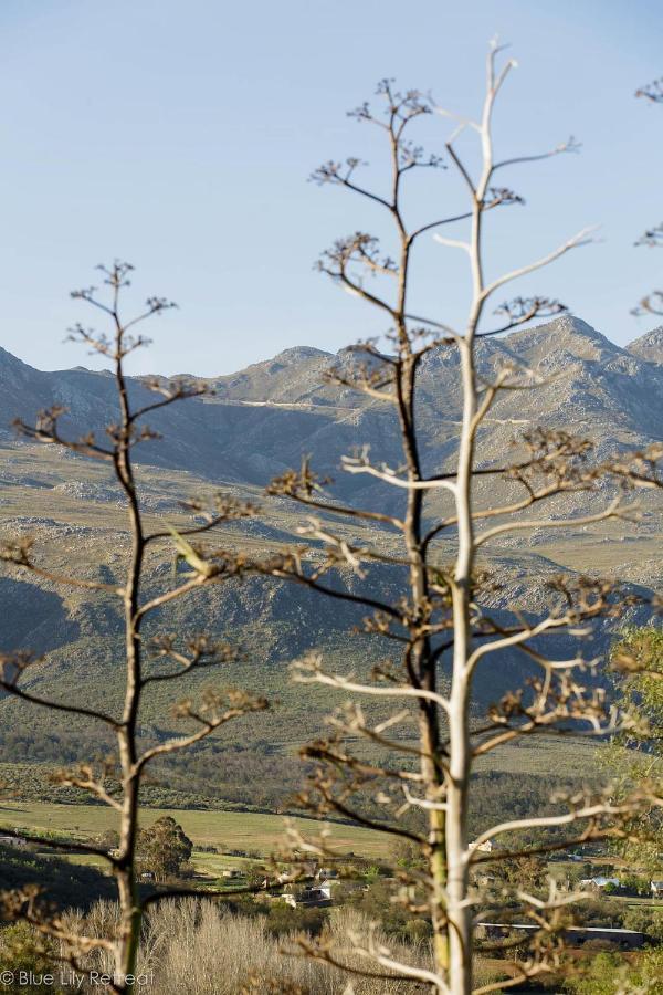Blue Lily Retreat Bed & Breakfast Matjiesrivier  Exterior foto